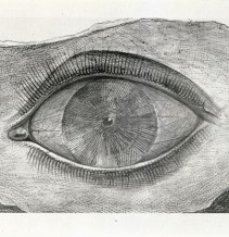 Eine Frottage von Max Ernst